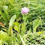 Allium schoenoprasumFlower