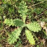 Tyrimnus leucographus Leaf