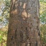 Eucalyptus tereticornis Bark