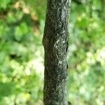 Carya glabra Bark