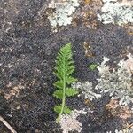 Woodsia ilvensis برگ