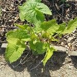 Phlomoides tuberosa Φύλλο