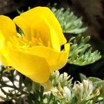 Ranunculus millefoliatus Flower
