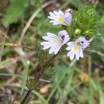 Euphrasia officinalisFlower