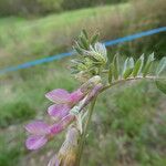 Vicia pannonica ഇല