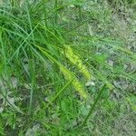 Carex vulpinoidea Fiore