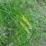 Carex vulpinoidea Blomma