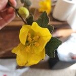 Fremontodendron californicumFlower