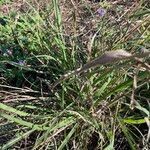 Bothriochloa bladhii Leaf