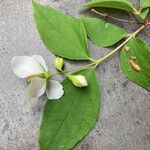 Philadelphus hirsutus Hoja