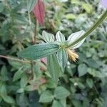 Pterolepis glomerata Blatt