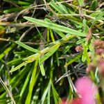 Polygala amboniensisFolio