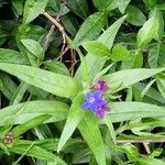 Aegonychon purpurocaeruleum Flower