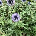 Echinops ritroFlower