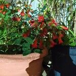 Kalanchoe manginii Лист