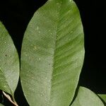 Chrysophyllum hirsutum Leaf