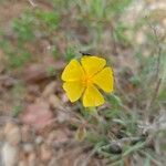 Fumana viridis Flower