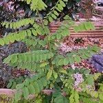 Robinia pseudoacacia Leaf