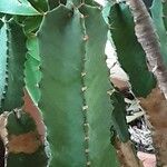 Euphorbia resinifera Leaf