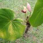 Anthurium faustomirandae Листок