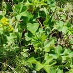 Alchemilla monticola Blad