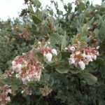 Arctostaphylos auriculata फूल