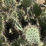 Opuntia littoralis Lapas