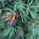 Acer japonicumLeaf