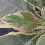 Nicotiana tomentosa Blad