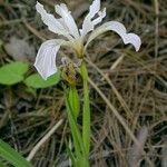 Iris hartwegii Habit