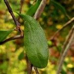 Loranthus europaeus Feuille