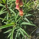 Digitalis obscura Leaf