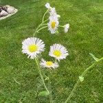 Erigeron annuusফুল