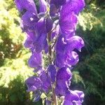 Aconitum napellusÇiçek