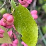 Euonymus europaeus पत्ता