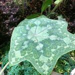 Podophyllum cv. 'Kaleidoscope' Leaf