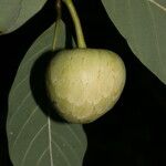 Annona pruinosa Fruto