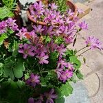 Oxalis debilis 花