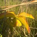 Sarracenia alata Кветка