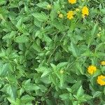 Lantana depressa Flor