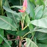 Musa velutina Folha