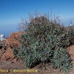 Echium thyrsiflorum Buveinė