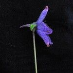 Delphinium himalayae Flower