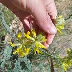 Astragalus alopecuroides Flower