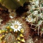 Mammillaria zeilmanniana Flower