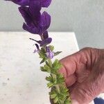 Salvia viridis Flower