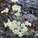 Eriogonum heracleoides Flower