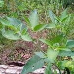 Solanum chenopodioides Лист