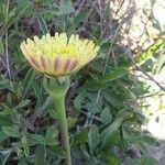 Urospermum dalechampii Λουλούδι