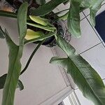 Philodendron hastatum Φύλλο